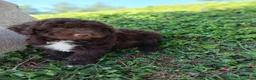 Perro de Agua Español perros en venta: 🐾 CACHORROS DE PERRO DE AGUA ESPAÑOL 🐾 - Anuncio 14