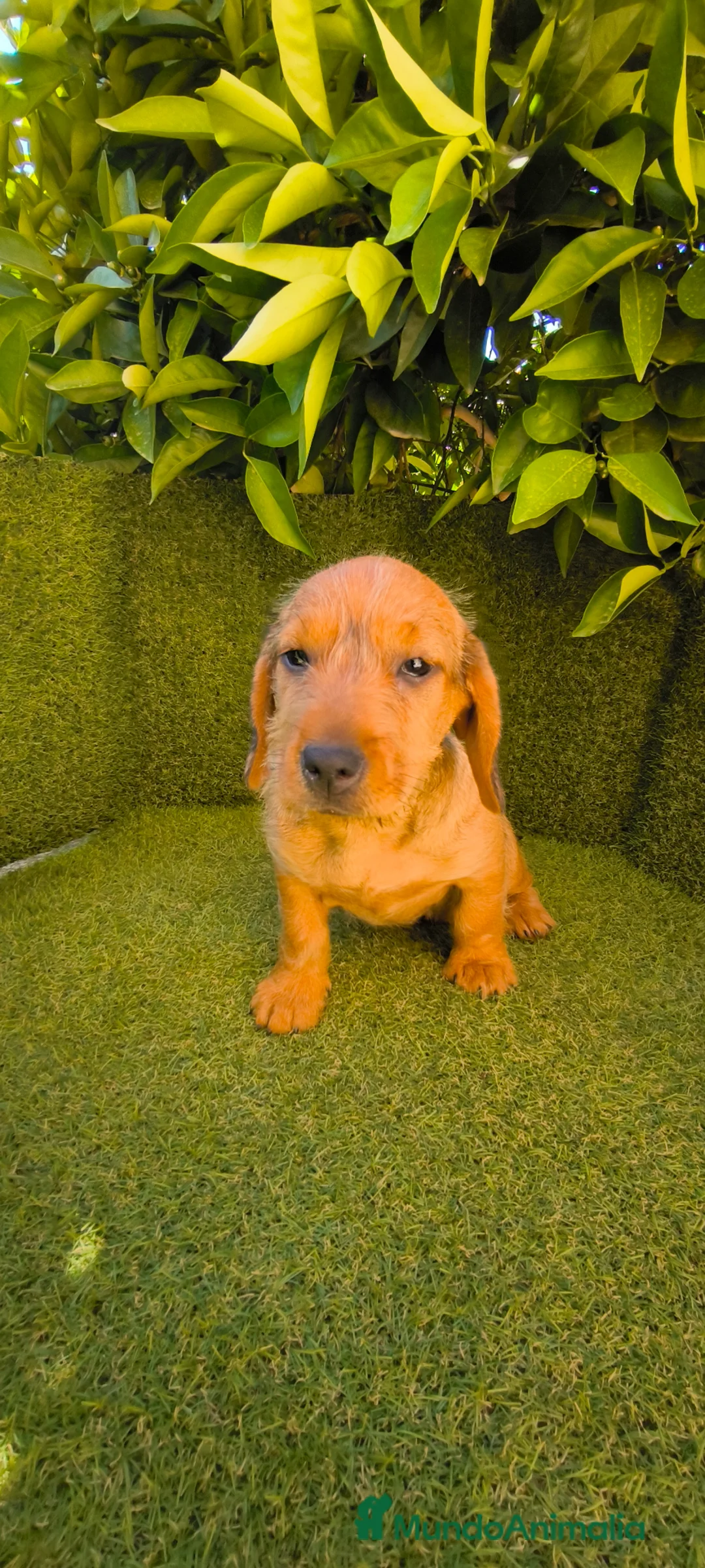 Teckel perros en venta: teckel pelo basto corto - Anuncio 1