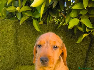 Teckel perros teckel pelo basto corto - Anuncio 1