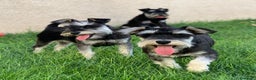 Schnauzer Miniatura perros en venta: Cachorros de Schnauzer Miniatura en Madrid - Anuncio 5