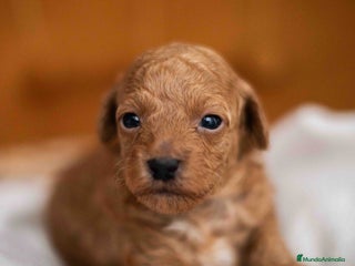 Caniche Toy perros - Anuncio 35