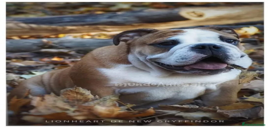 Imagen de galería {{count}}