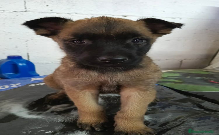 Pastor Belga Malinois perros Malinoe hembra y macho  - Anuncio 2