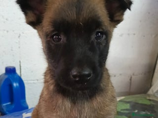 Pastor Belga Malinois perros Malinoe hembra y macho - Anuncio 2