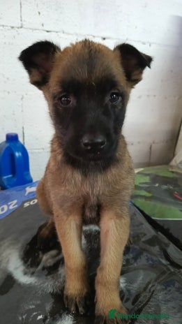 Pastor Belga Malinois perros Malinoe hembra y macho - Anuncio 1