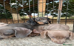 Teckel perros en venta: Camada de Teckel capa exótica  - Imagen 2