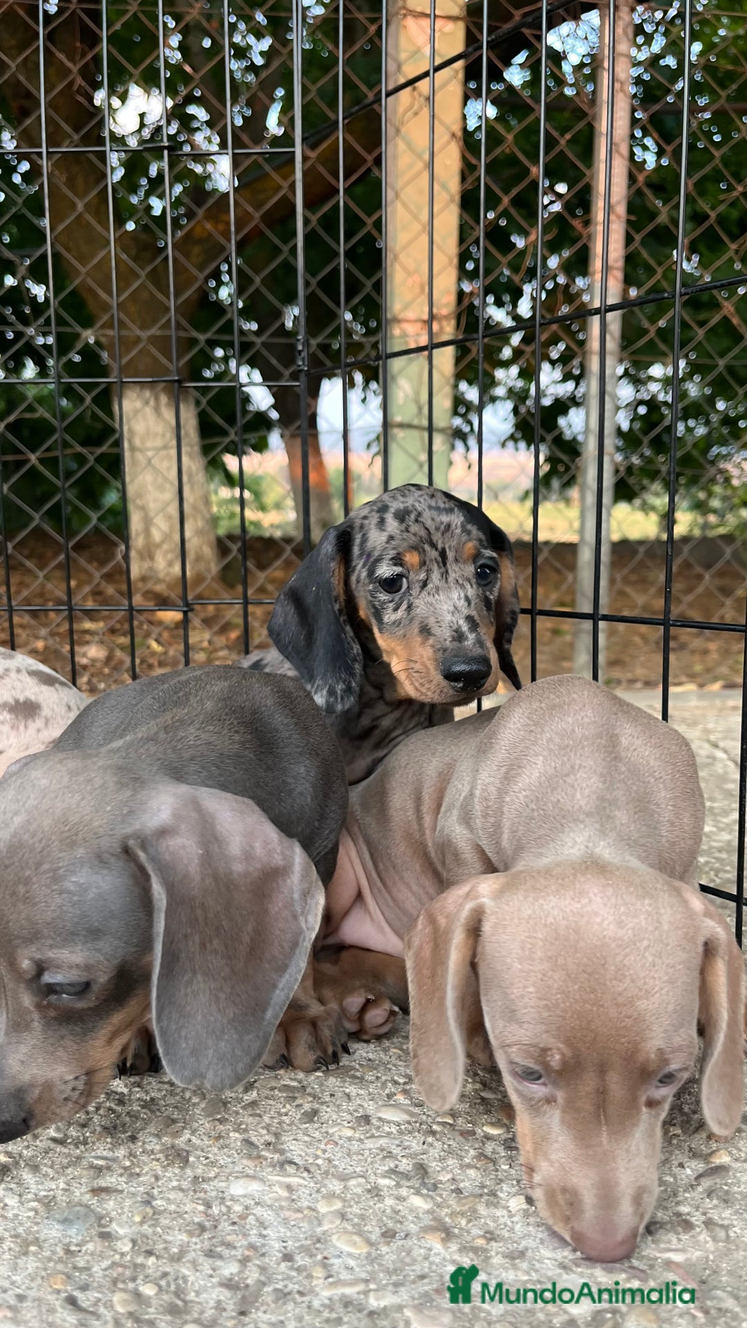Teckel perros en venta: Camada de Teckel capa exótica  - Imagen 2
