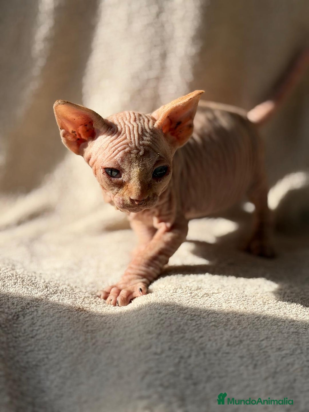 Sphynx gatos en venta: Camada Sphynx preciosa - Anuncio 6