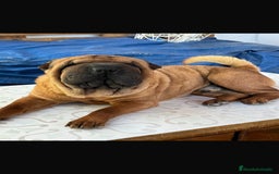 Shar Pei perros en adopcion: SHAR PEI JOVEN ADOPCION  - Imagen 3