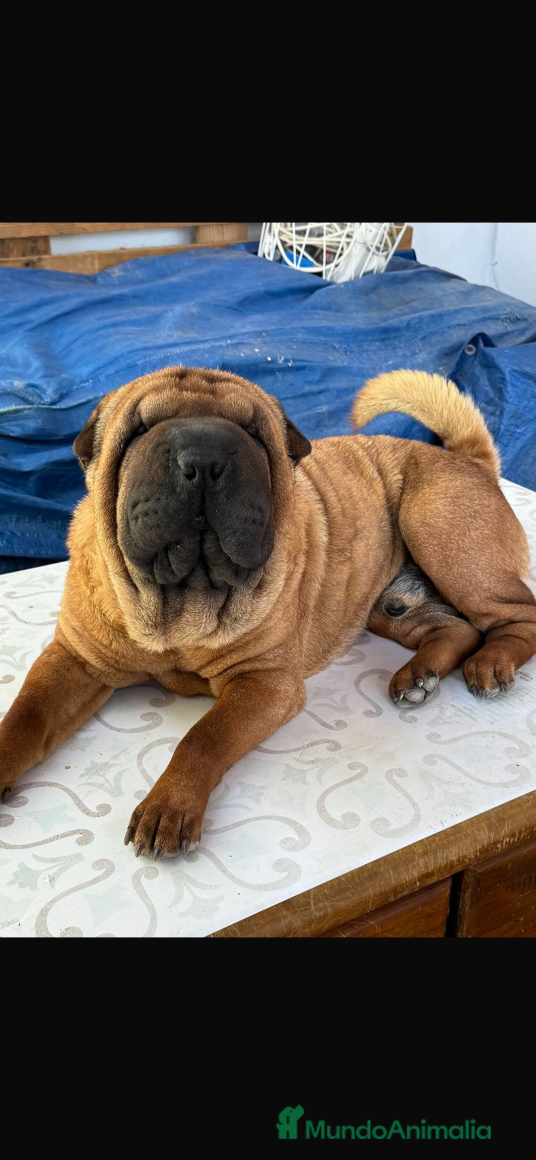 Shar Pei perros en adopcion: SHAR PEI JOVEN ADOPCION  - Imagen 3