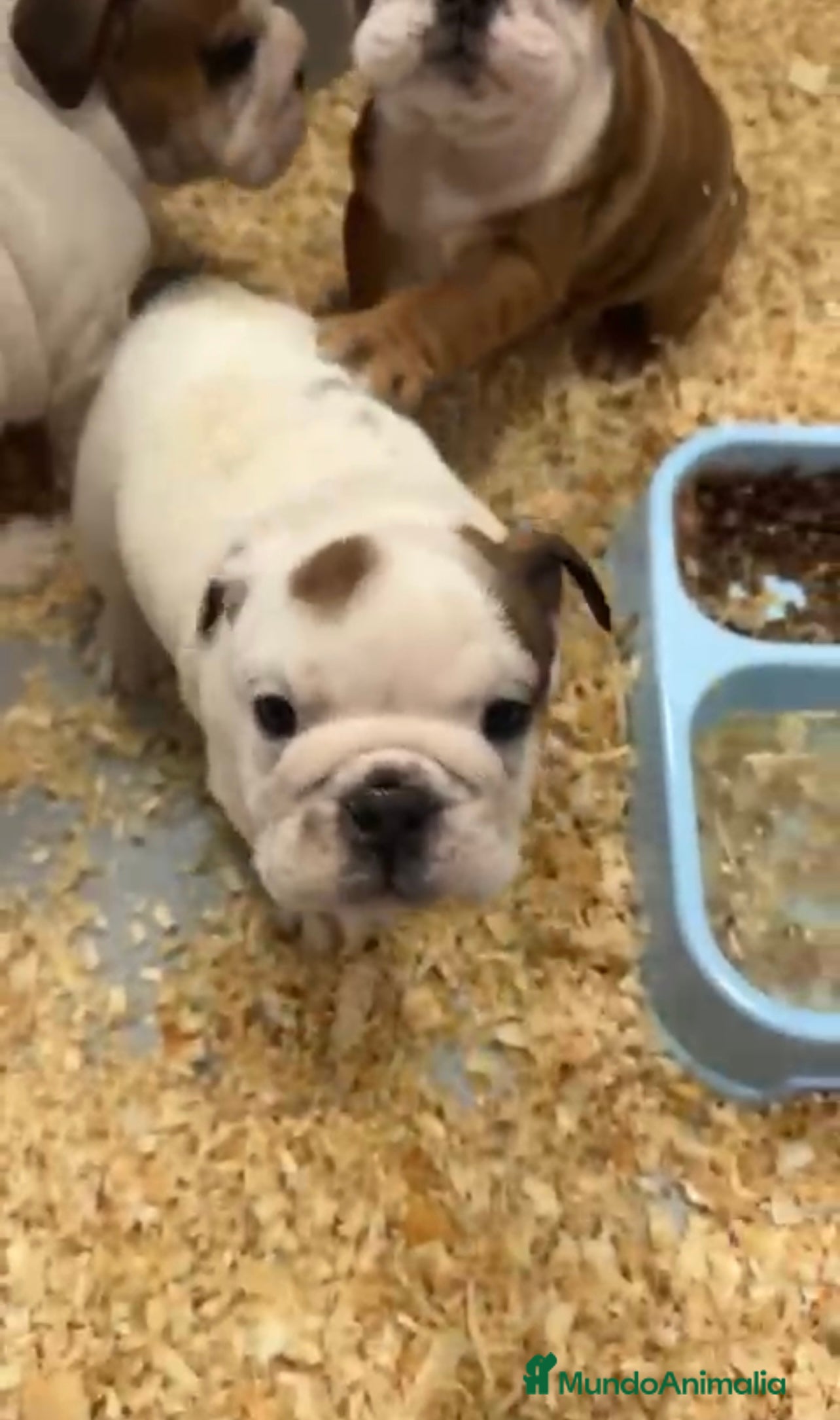 Bulldog Inglés perros 🐶BULLDOG INGLÉS HEMBRA 🐶 - Anuncio 2