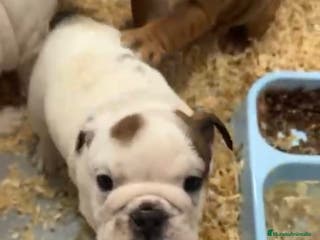 Bulldog Inglés perros 🐶BULLDOG INGLÉS HEMBRA 🐶 - Anuncio 2