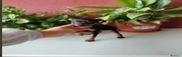Pinscher Miniatura perros en venta: Pincher miniatura en Badajoz - Anuncio 2
