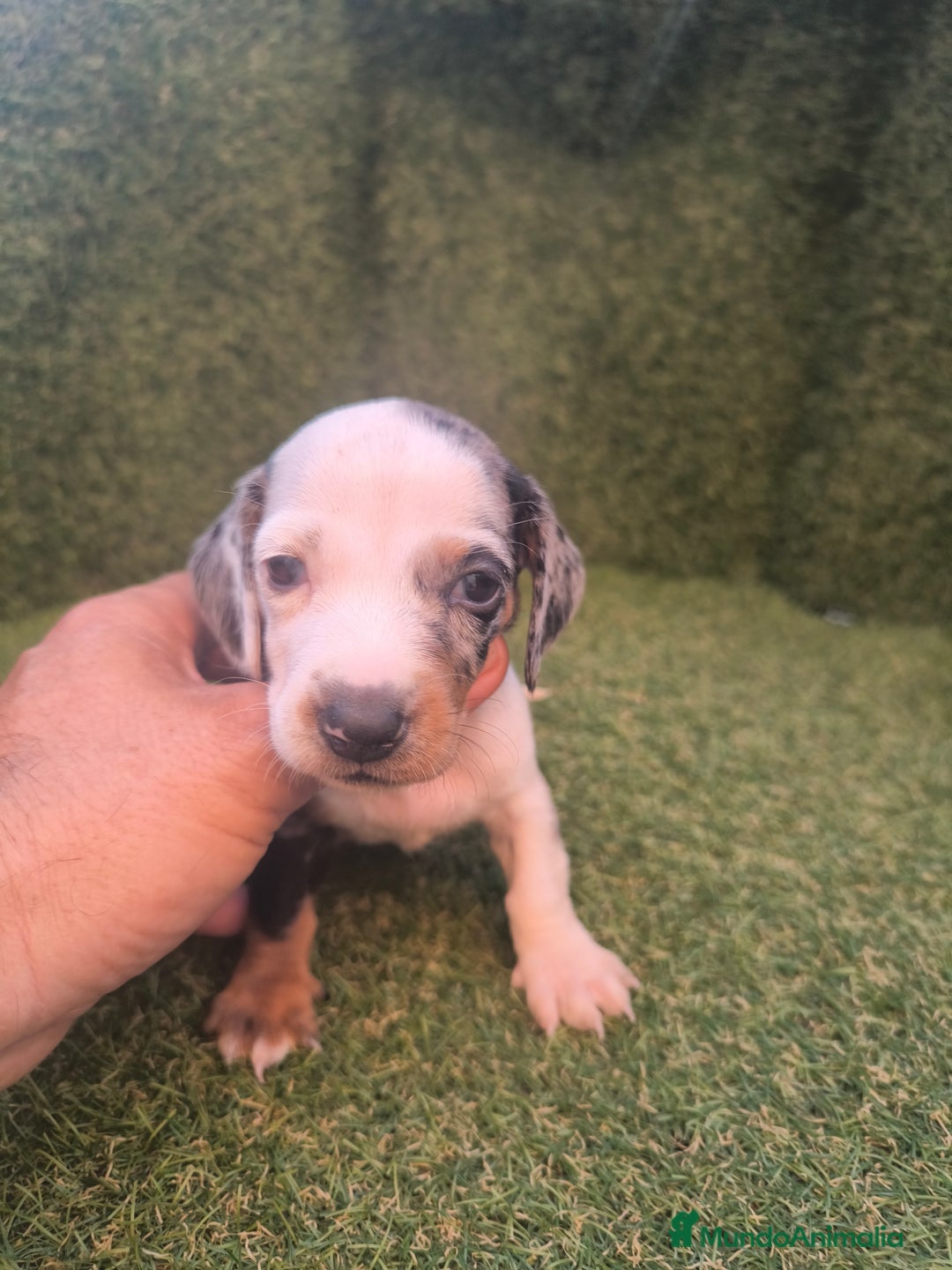 Teckel perros en venta: camada teckel canichen varios colores  - Imagen 8