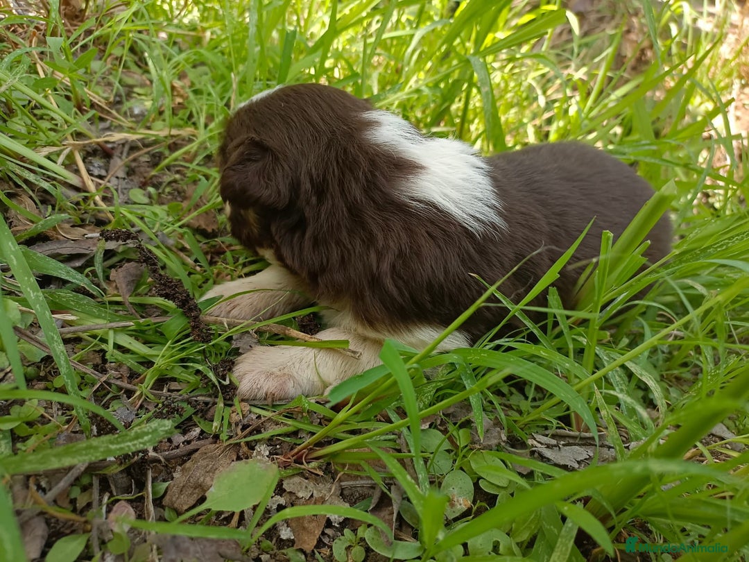 Border Collie perros en venta: Border collie chocolate y merle - Imagen 5