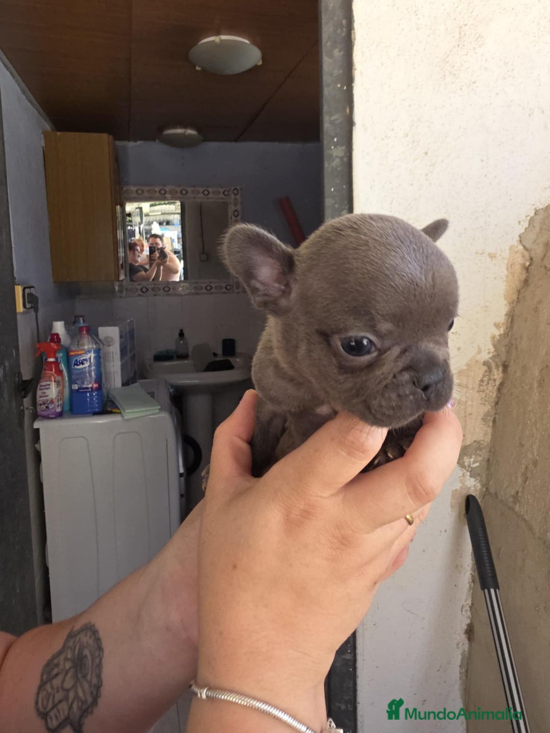 Bulldog Francés perros en venta: Bulldog francés  - Imagen 5