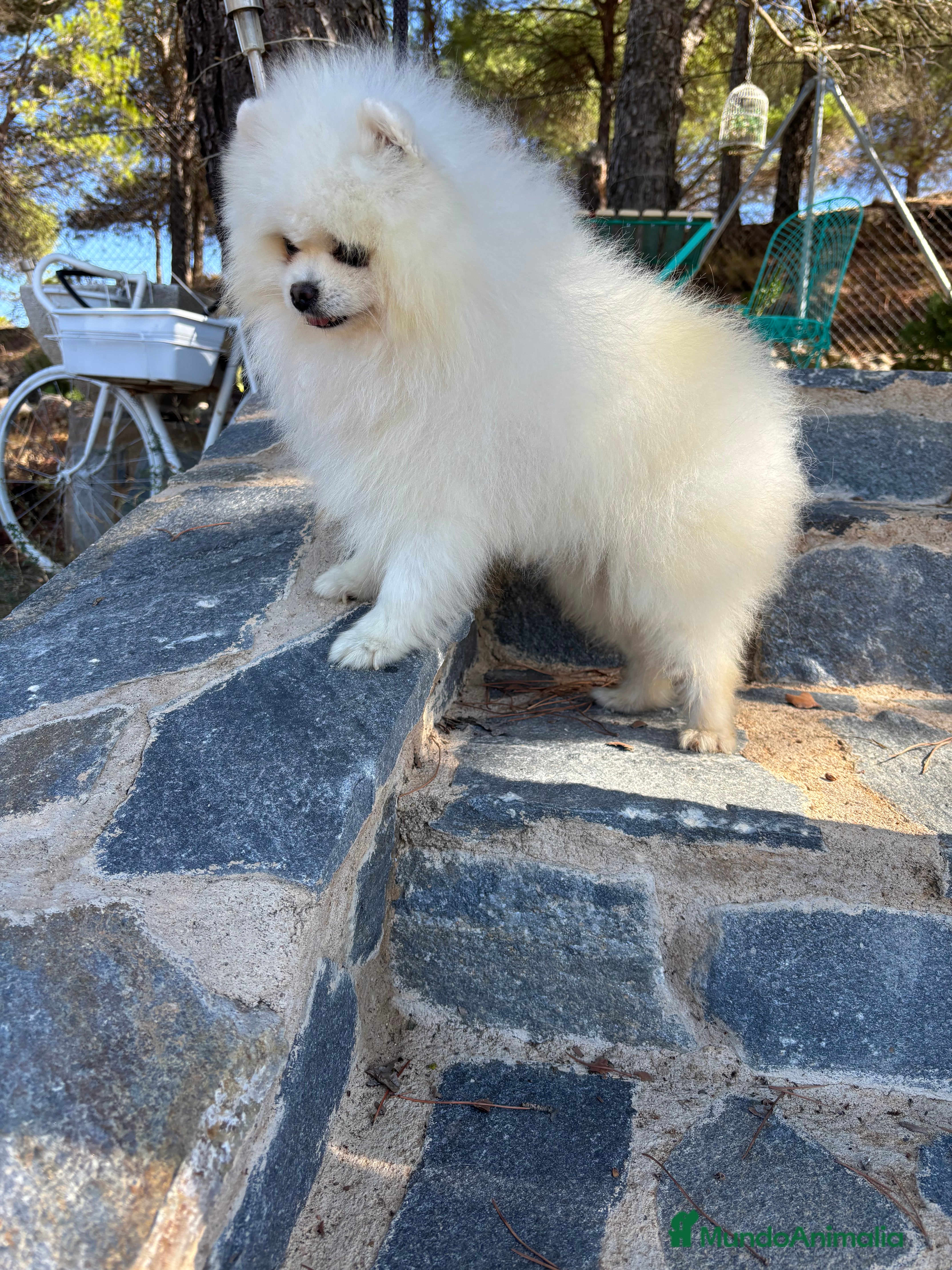 Pomchi perros Pomchi muy simpáticos !!! - Anuncio 1