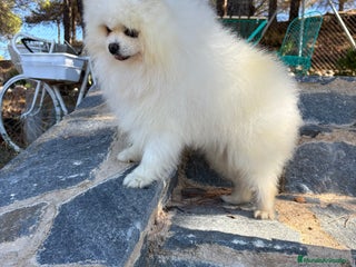 Pomchi perros Pomchi muy simpáticos !!! - Anuncio 4