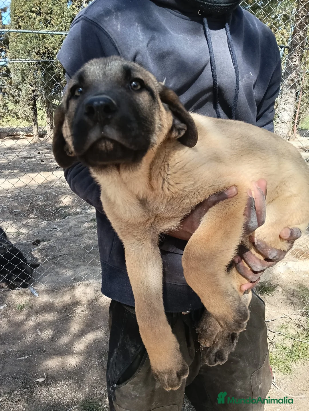 Mastín Español perros en venta: Cachorros de mastines Españoles  - Anuncio 2