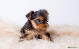 Yorkshire Terrier perros en venta: yorkshire miniatura - Imagen 1