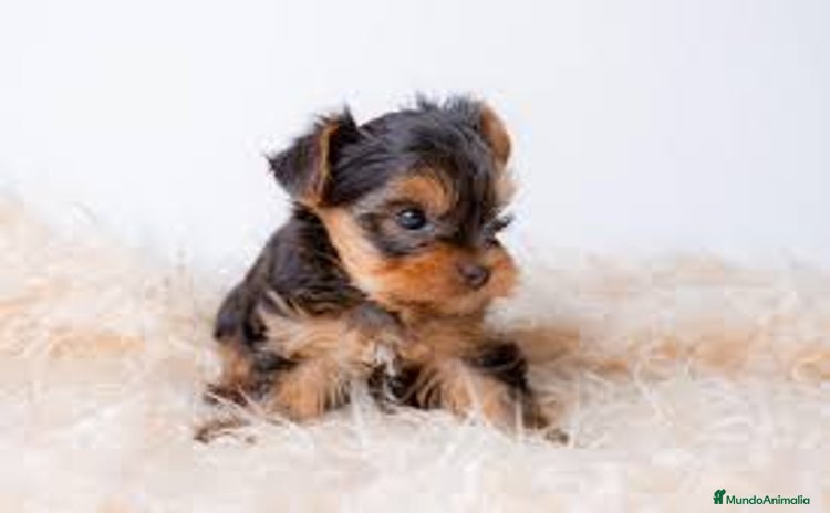 Yorkshire Terrier perros - Propaganda 19