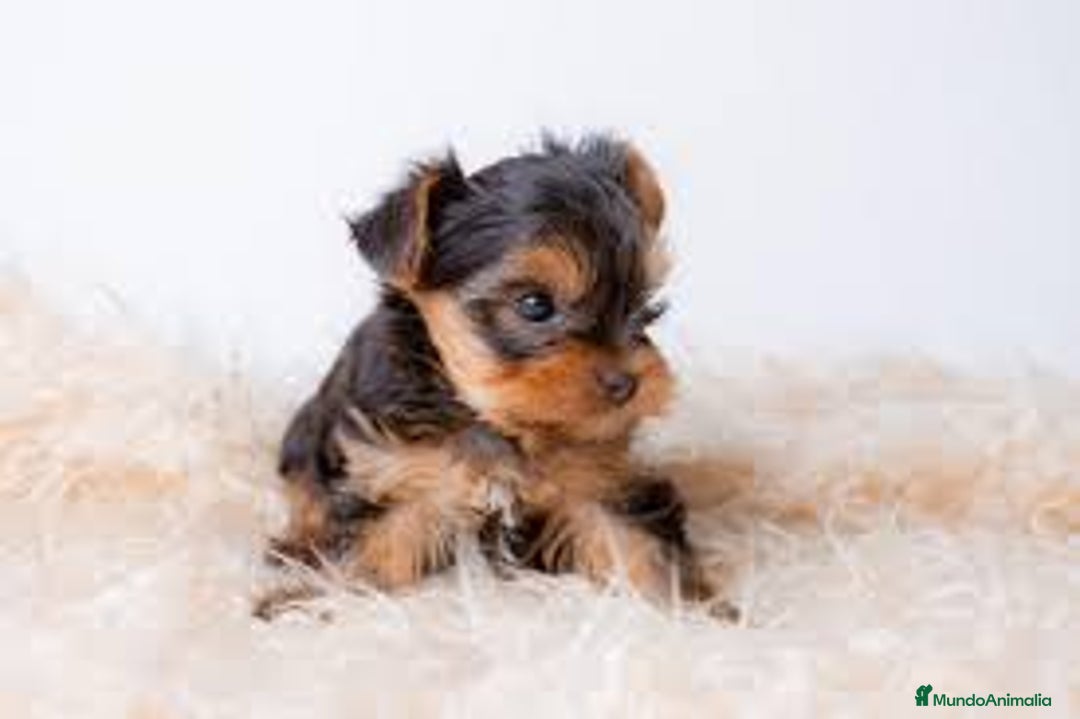 Yorkshire Terrier perros en venta: yorkshire miniatura - Imagen 1