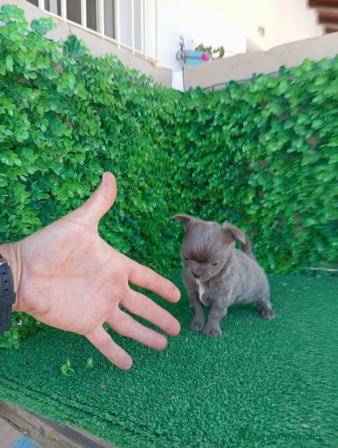 Chihuahua perros en venta: IMPRESIONANTE  CHIHUAHUA   LINEA  TOY  - Anuncio 37