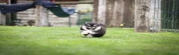 Pomsky perros en venta: Pomsky toy F3 - Anuncio 2