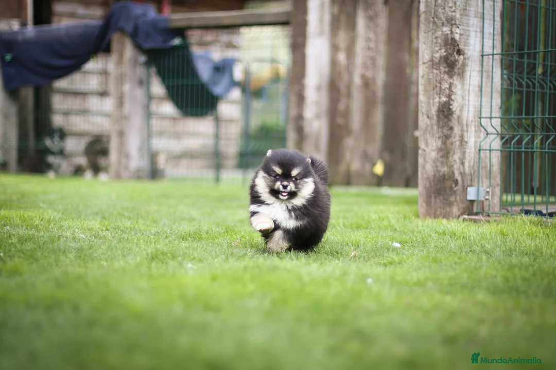 Pomsky perros en venta: Pomsky toy F3 - Anuncio 2