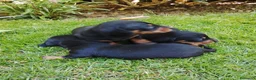 Teckel Miniatura perros en venta: Cacharros de teckel miniatura  - Anuncio 2