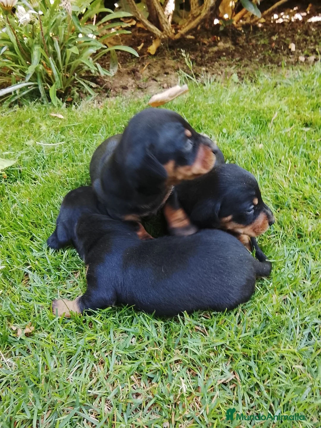 Teckel Miniatura perros en venta: Cacharros de teckel miniatura  - Anuncio 2