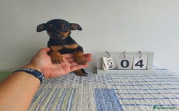 Pinscher Miniatura perros en venta: Pincher mini - Imagen 2