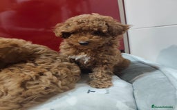 Caniche Toy perros en venta: Hembras cabiche toy - Imagen 5