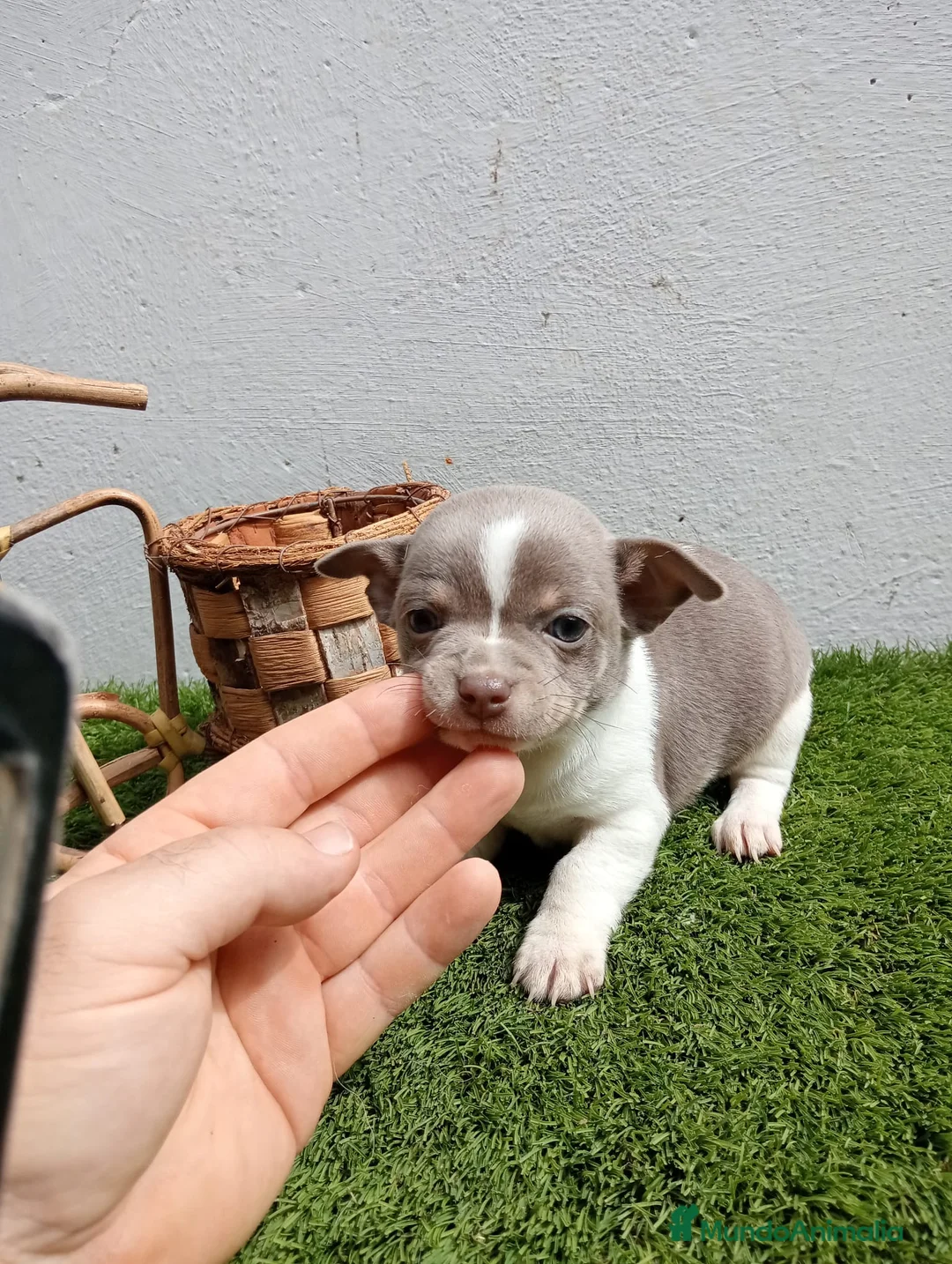 Chihuahua perros en venta: Chihuahuas espectaculares  en Barcelona - Anuncio 4