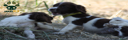 English Springer Spaniel perros en venta: Cachorros springer spaniel seriedad - Anuncio 7