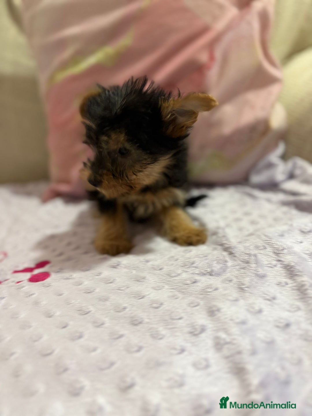 Yorkshire Terrier perros en venta: Yorkshire toy - Imagen 24
