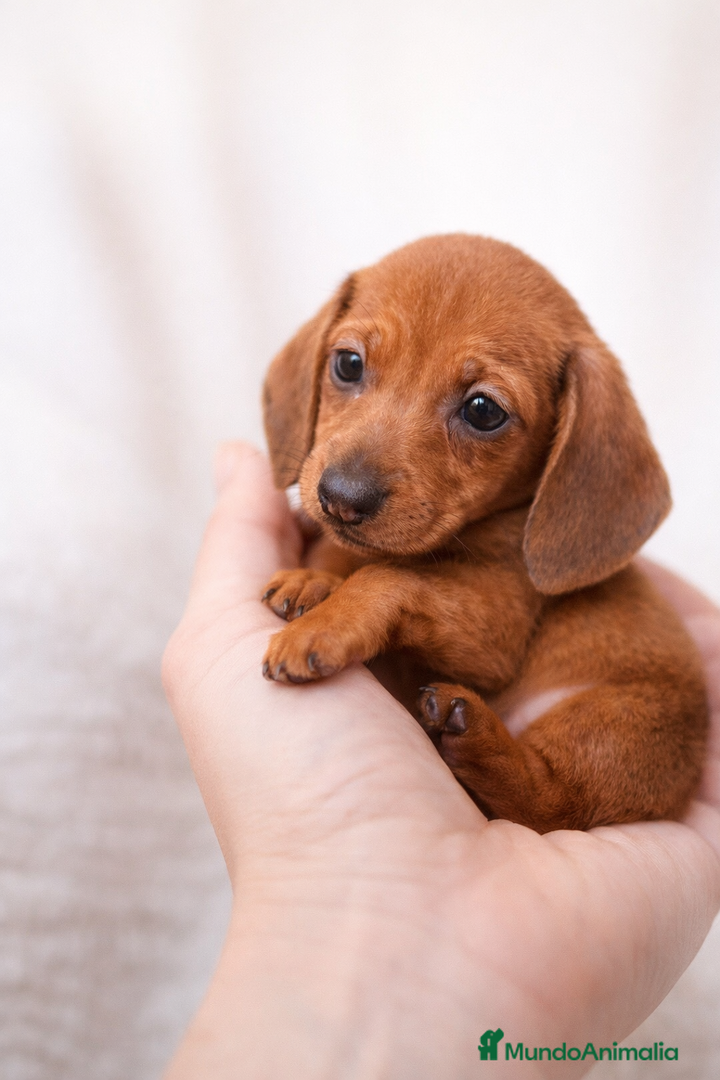 Teckel Miniatura perros Teckel mini rojo intenso, 2 hembras súper pequeñas - Anuncio 1
