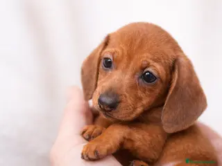 Teckel Miniatura perros Teckel mini rojo intenso, 2 hembras súper pequeñas - Anuncio 1