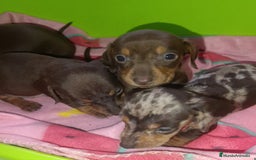 Teckel Miniatura perros en venta: Teckel kaninchen  - Anuncio 3