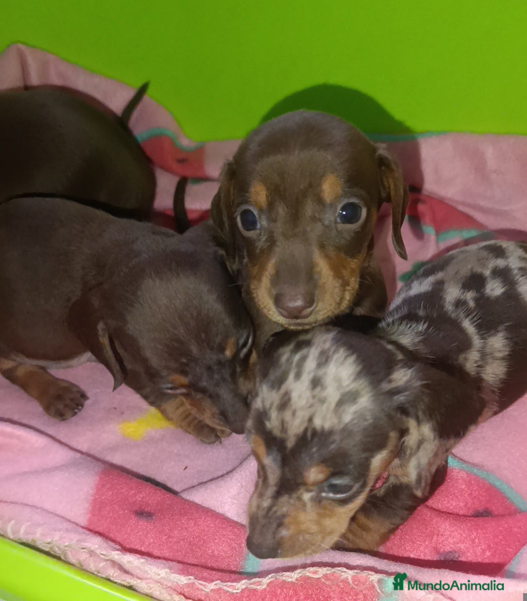 Teckel Miniatura perros en venta: Teckel kaninchen  - Anuncio 3