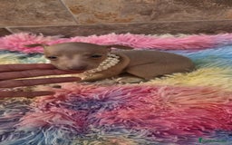 Pequeño Lebrel Italiano perros en venta: Lebrel italiano Piccolo galgo miniatura  - Imagen 5