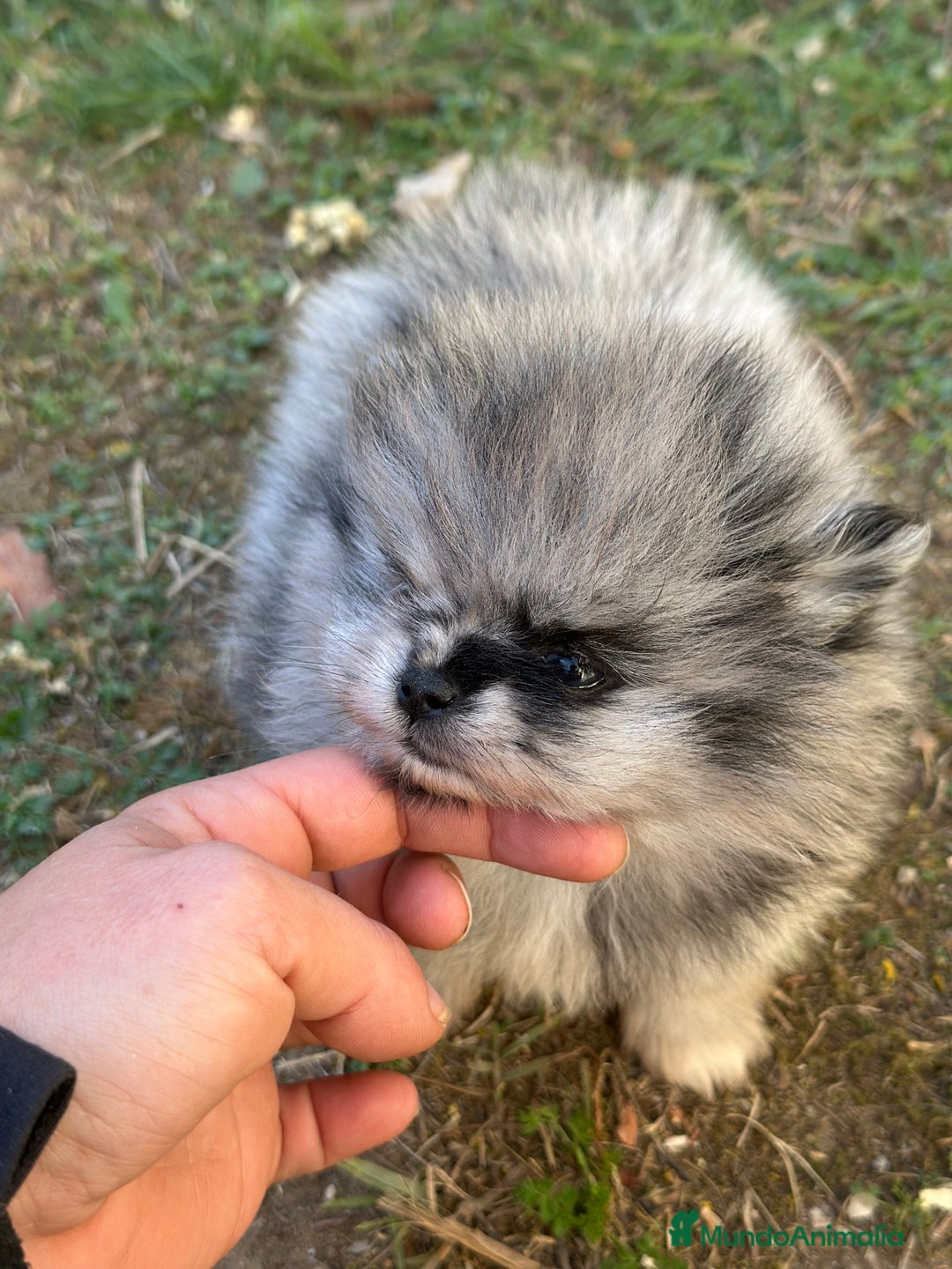 Pomerania perros en venta: IMPRESIONANTE POMERANIAN TOY MERLE - Anuncio 4