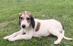 Saluki perros en venta: Camada de Salukis  - Imagen 32