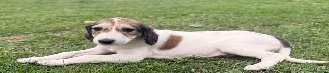 Saluki Cachorro 8