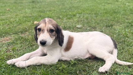 Saluki Cachorro 8