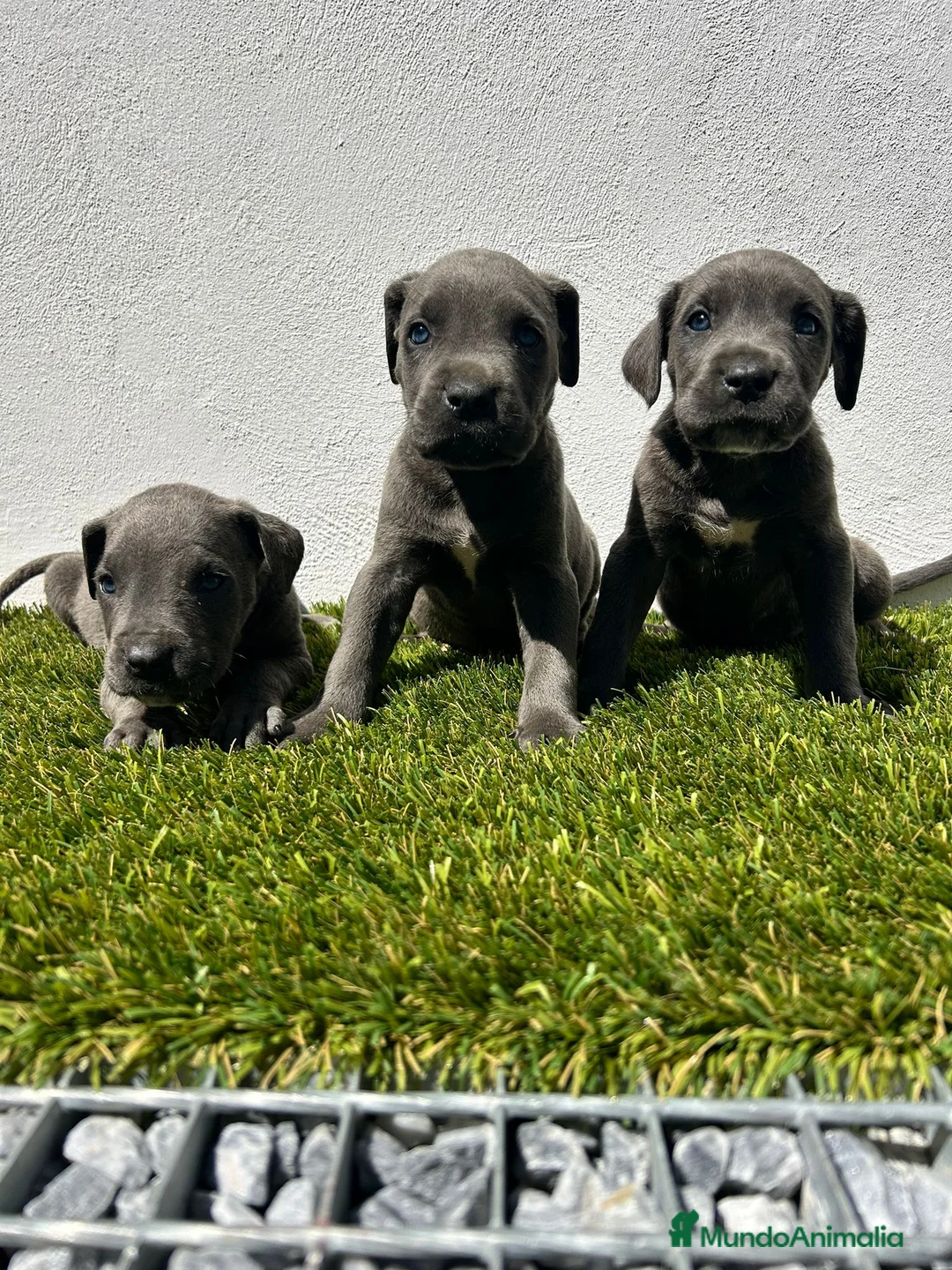 Cane Corso perros en venta: Cane corso - Anuncio 2