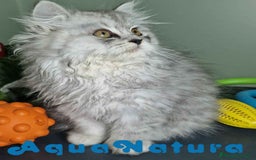 Persa gatos en venta: Persa Macho Virgi 7733 AQUANATURA - Imagen 8