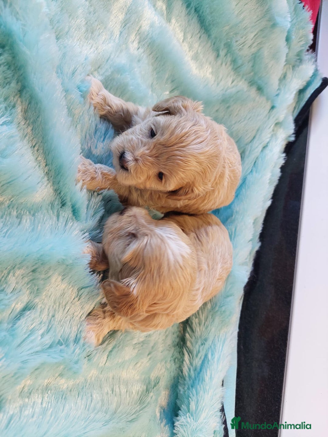 Maltipoo perros en venta: MALTIPO HEMBRAS EXCLUSIVAS  - Anuncio 3