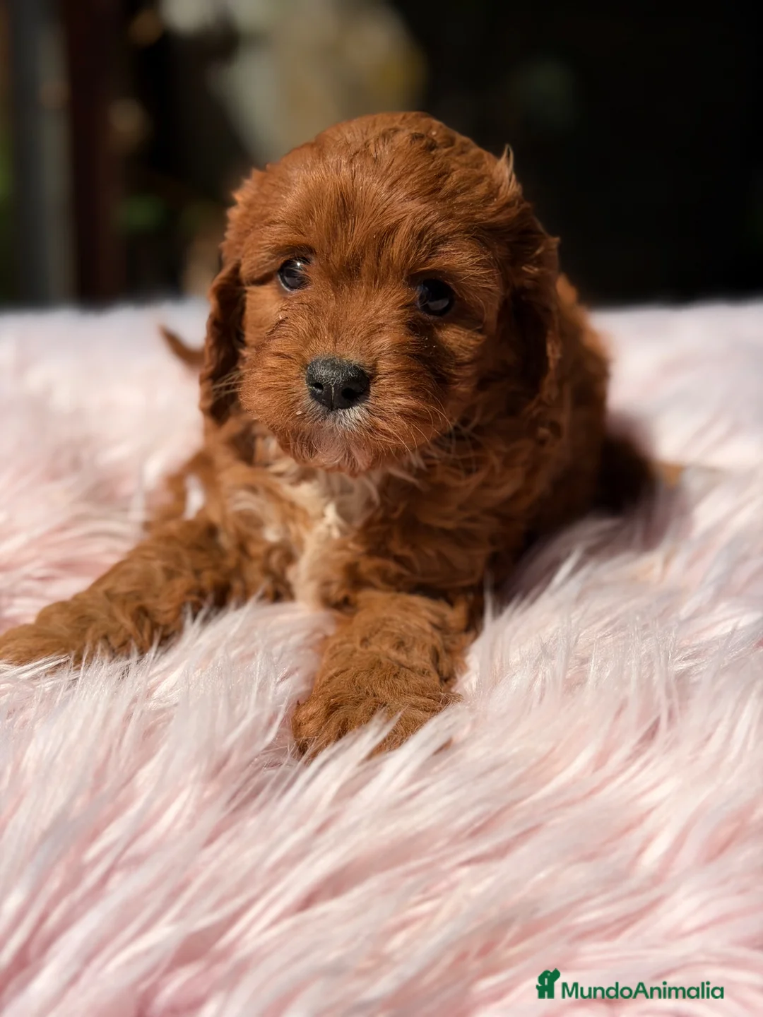 Cavapoo perros en venta: Cavapoo rojo  - Anuncio 2