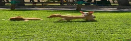 Podenco Andaluz perros en venta: Podencos andaluces  - Anuncio 10